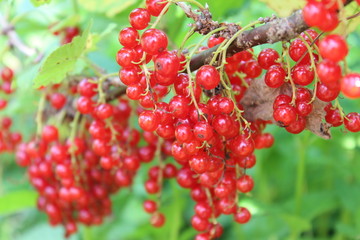 Red currant berries