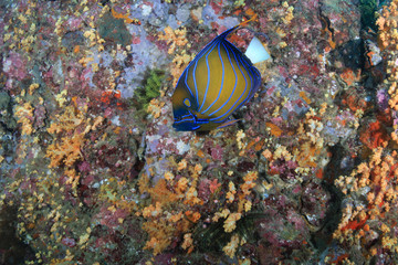 Naklejka na ściany i meble Angelfish on a colorful tropical coral reef