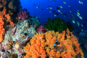 Plakat Tropical fish swimming around a colorful coral reef