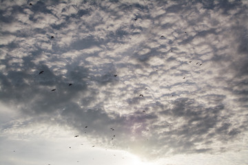 Clouds birds sky background