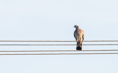 Alone bird pigeon on power cable.