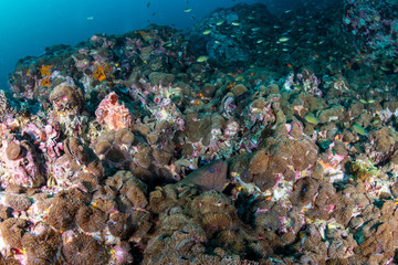 Naklejka na ściany i meble Moray Eel on a tropical coral reef in Myanmar