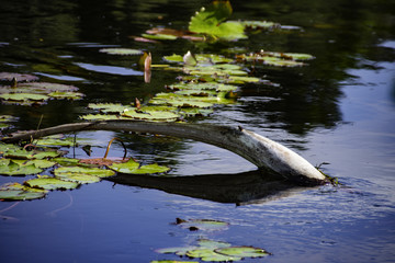Arapiuns river - Santarem - PA