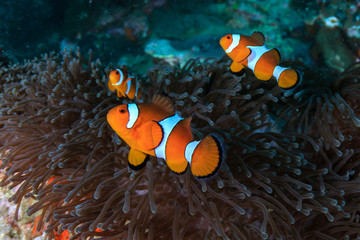 Clownfish swimming on a tropical coral reef in the Mergui Archipelago, Myanmar