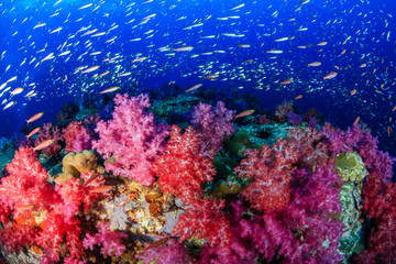 A beautiful, colorful tropical coral reef covered in delicate soft and hard corals