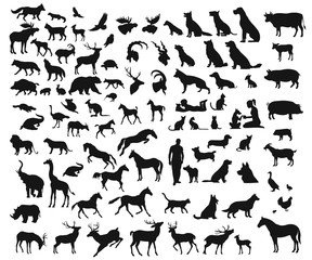 Vector big set of different wild and domesticated animals on white background