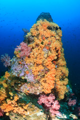 Fototapeta na wymiar A beautiful, colorful tropical coral reef covered in delicate soft and hard corals
