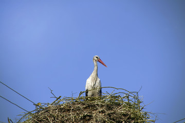 Stork