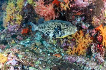 A Pufferfish amongst soft corals on a tropical reef