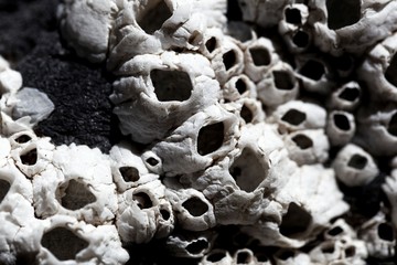 Shells of barnacles on a black rock