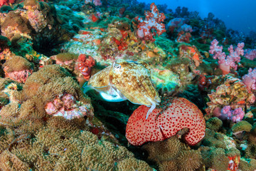 A cuttlefish on a murky tropical coral reef in Myanmar