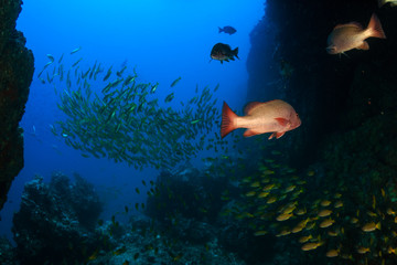 Tropical fish around a colorful but murky tropical coral reef in the Mergui Archipelago, Myanmar