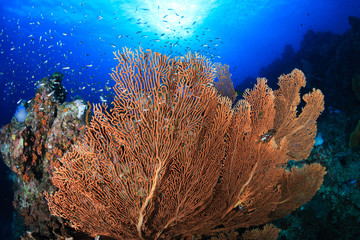 Naklejka premium Tropical fish around a colorful but murky tropical coral reef in the Mergui Archipelago, Myanmar