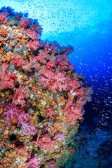 Plakat Tropical fish swimming around a vibrant, colorful tropical coral reef