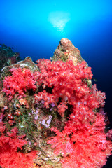 Obraz premium Tropical fish swimming around a vibrant, colorful tropical coral reef