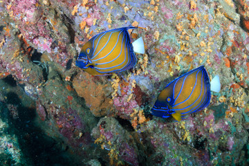Naklejka na ściany i meble Tropical fish swimming around a vibrant, colorful tropical coral reef