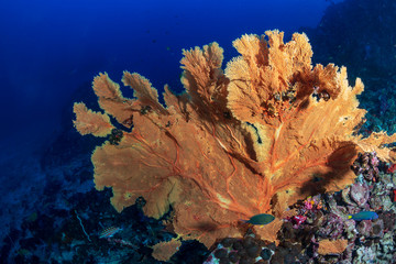 Fototapeta na wymiar Tropical fish swimming around a vibrant, colorful tropical coral reef