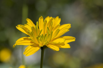 Heliopsis helianthoides yellow high garden ornamental flowers in bloom