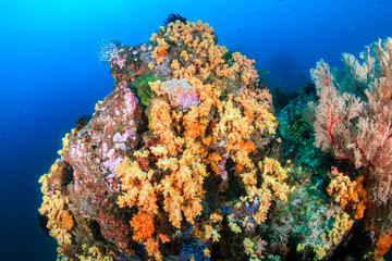 Naklejka na ściany i meble A beautiful, colorful tropical coral reef system in Asia
