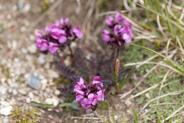 The parasitic flower Pedicularis asplenifoli