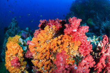 Fototapeta na wymiar Beautifully colored soft corals on a thriving tropical coral reef