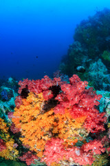Beautifully colored soft corals on a thriving tropical coral reef