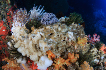 White, bleached, dead coral on a damaged tropical coral reef in asia