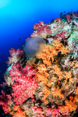 Jellyfish floating next to beautiful, colorful soft corals on a tropical coral reef