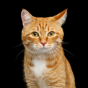 Funny Portrait of Ginger Cat Gazing with Clumsy ear on Isolated Black Background