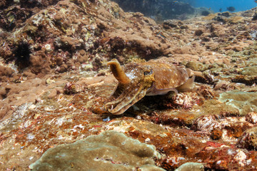 Cuttlefish on a dark, murky tropical coral reef in Asia