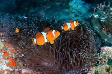 Fototapeta na wymiar A family or colorful False Clownfish on a tropical coral reef in Myanmar