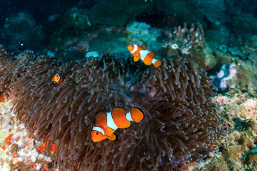 A family or colorful False Clownfish on a tropical coral reef in Myanmar