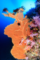 Beautifully colored soft corals on a healhy, vibrant tropical coral reef