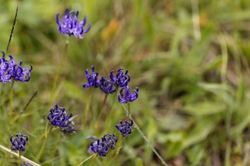 Flowers of the rampion Phyteuma hemisphaericu