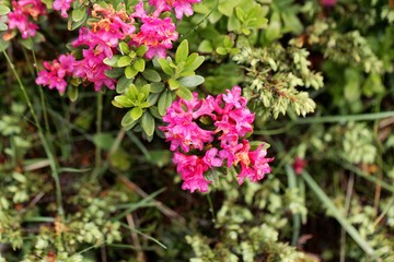 An alpenrose (Rhododendron ferrugineum) bush with flowers