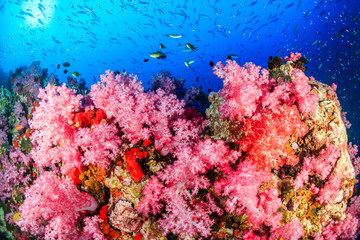 Fototapeta na wymiar Beautifully colored soft corals on a healhy, vibrant tropical coral reef