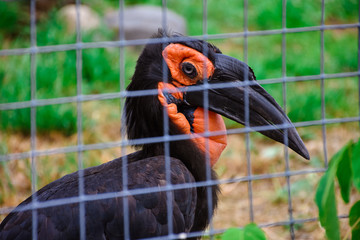 Kaffir horned crow