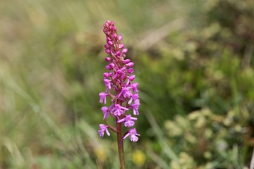 Early-purple orchid (Orchis mascula)
