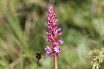 Early-purple orchid (Orchis mascula)