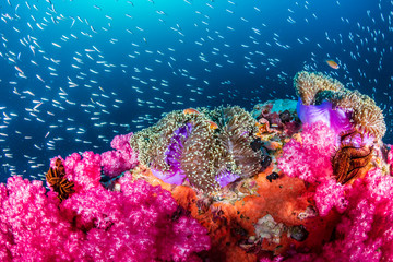 Skunk Clownfish on a beautiful, colorful tropical coral reef