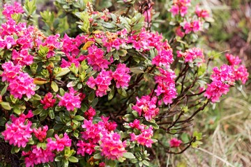 An alpenrose (Rhododendron ferrugineum) bush with flowers