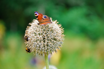 The butterfly of Peacock eye on the ball-shaped flower closeup