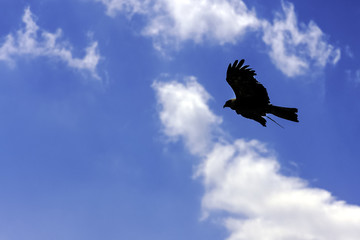 Flying black kite (Milvus migrans) 