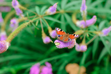 The butterfly of Peacock eye on the flower