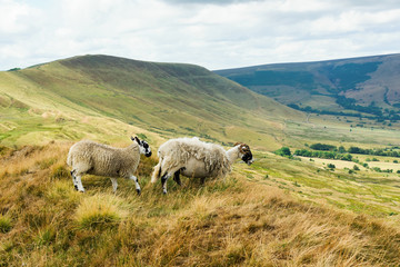 Fototapeta premium Peak District National Park in Derbyshire, England. sheep in Mam Tor with the view of the fields and pastures, selective focus