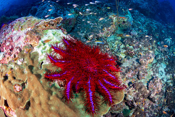 A damaging Crown of Thorns starfish feeding on a hard coral on a damaged tropical coral reef