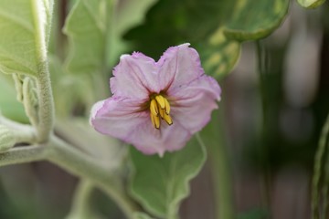 Eggplant (Solanum melongena) flower.