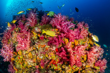Colorful soft corals and tropical fish on a beautiful coral reef in Myanmar