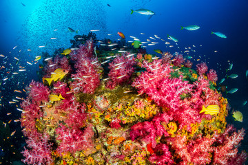 Fototapeta na wymiar Colorful soft corals and tropical fish on a beautiful coral reef in Myanmar