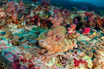 A well hidden Scorpionfish on a tropical coral reef in the Mergui Archipelago, Myanmar